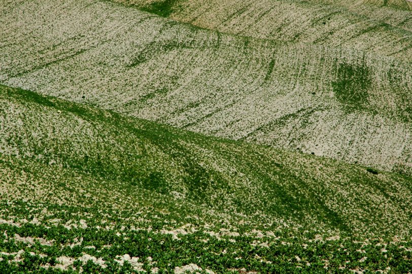 Volterra